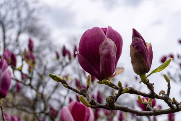 close-up of beautiful spring magnolia flowers on a tree branch, with selective focus. - focus on foreground magnolia branch blooming imagens e fotografias de stock