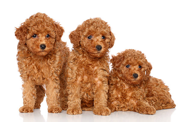 istock Group of toy poodle puppies 162496013