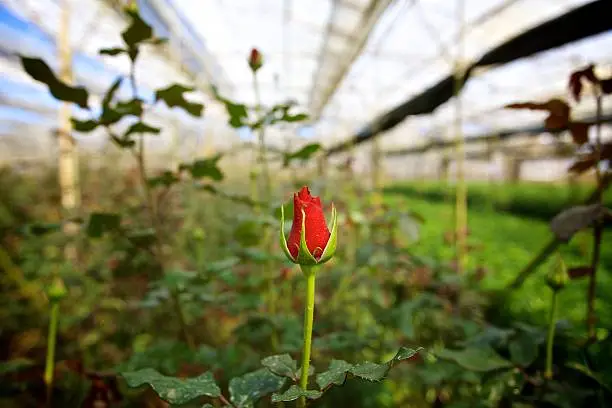 Roses growing at a flower farm in Dalat, Central Highlands, Vietnam, under the protection of a greenhouse.