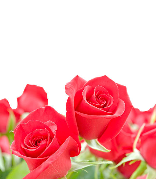 istock Red roses flowers with copy space. 162496641