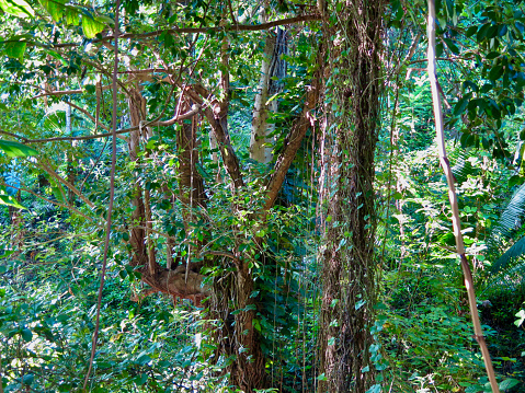 In the depths of the tropical rainforest. Tree trunks entwined with vines.