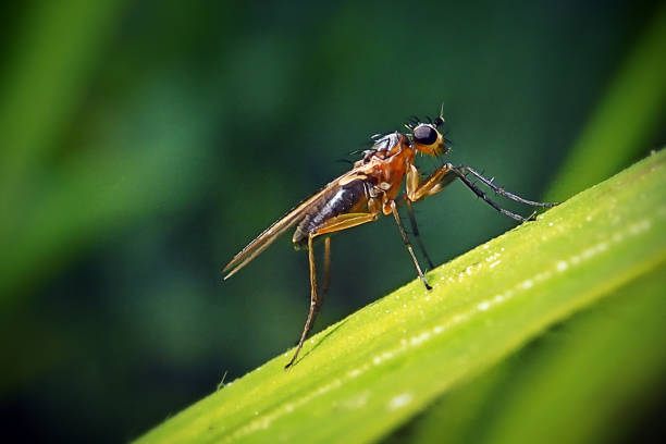 istock Lonchoptera lutea Yellow Spear-Winged Fly Insect 1624975101