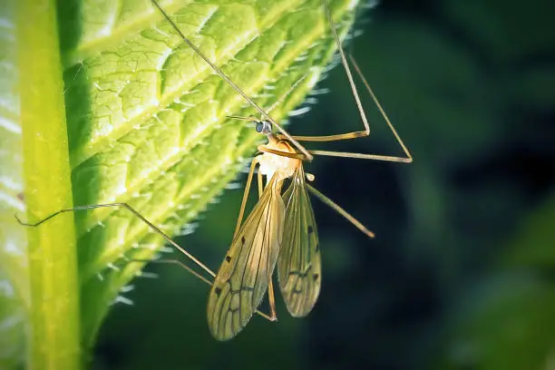 Photo of Tipulidae sp. Crane Fly Insect