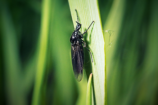 Bibio marci Female Hawthorn Fly Insect. Digitally Enhanced Photograph.