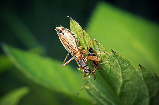 Nabis rugosus Common Damsel Bug Insect. Digitally Enhanced Photograph.