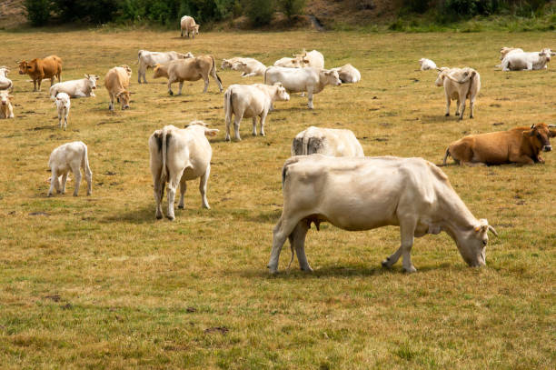 istock Herd of cows grazing in a mountain meadow in summer. 1624986255