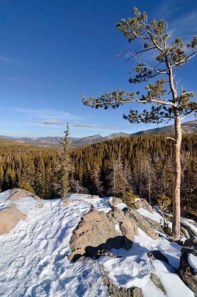 скалистые горы зимой - cold lake frozen estes park стоковые фото и изображения