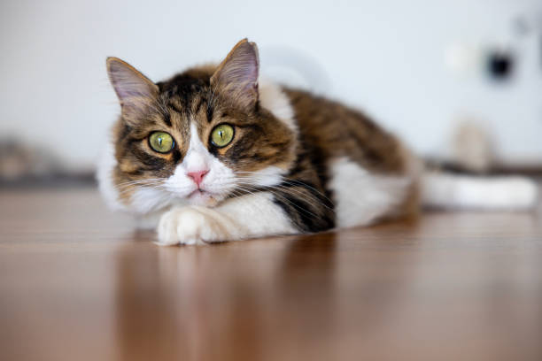 istock Norwegian forest cat sitting on parquet 1625015586