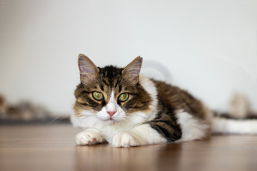 Norwegian forest cat sitting on parquet