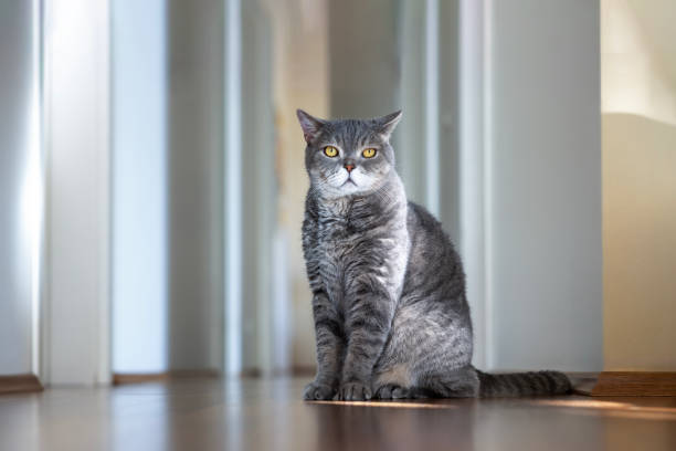 Beautiful cat sitting on floor Beautiful cat sitting on floor shorthair cat stock pictures, royalty-free photos & images