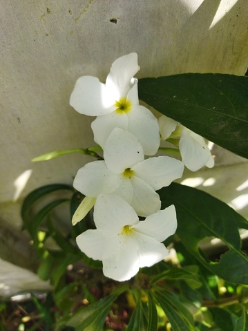 White adenium blooming flowers and and