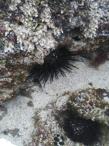 I don't know if this sea urchin can be eaten or not, but I still take it XD