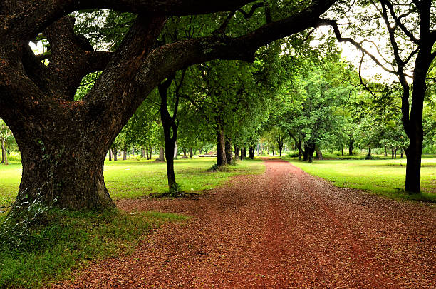 istock road in a garden 162504153