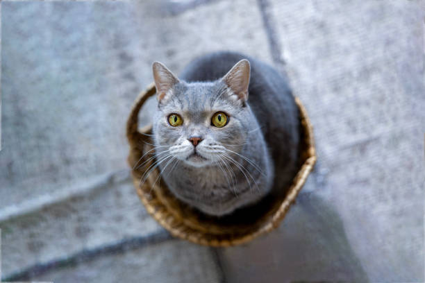 Beautiful cat looking up
