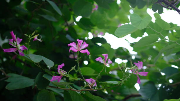 istock Bauhinia  Blakeana, commonly call Hong Kong orchid tree. 1625072468