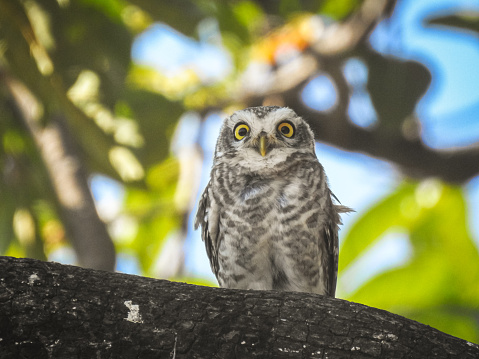 Spotted Owlet