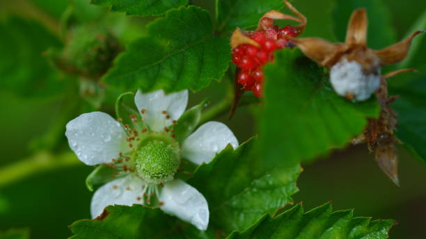 Red Raspberry Looking Fruit From Tree 190+ Raspberri Stock Photos, Pictures & Royalty-Free Images - iStock