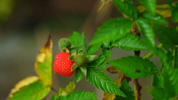 Red Raspberry Looking Fruit From Tree 190+ Raspberri Stock Photos, Pictures & Royalty-Free Images - iStock