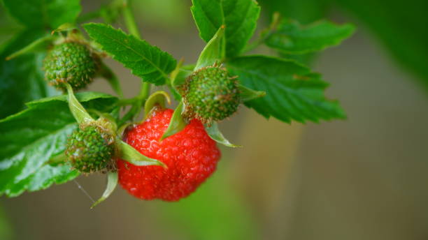 Red Raspberry Looking Fruit From Tree 190+ Raspberri Stock Photos, Pictures & Royalty-Free Images - iStock