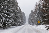 straight empty endless road through winter forest with sign attention animals