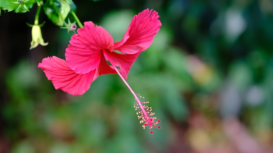 Red Hibicus flower in a garden
