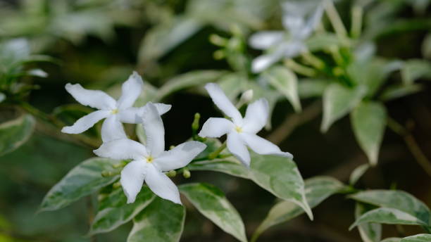 istock Tabernaemontana divaricata, commonly called Pinwheel flower, Crape jasmine, East India rosebay, and Nero's crown, is an evergreen shrub or small tree native to South Asia, Southeast Asia and China. 1625136281