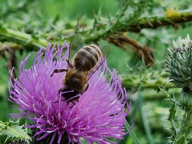 istock The bee on flower photo 1625138940