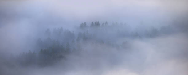 istock A thick fog covered the woodland 1625143173