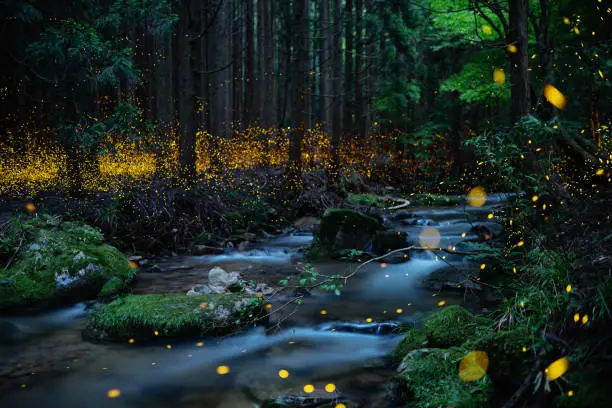 Fireflies glowing above a river in the forest at night in rural Japan