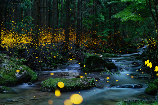 Fireflies glowing above a river in the forest at night in rural Japan