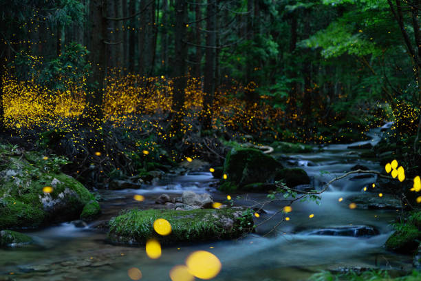 Fireflies glowing above a river in the forest at night stock photo