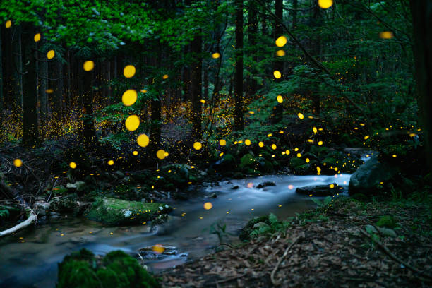 istock Fireflies glowing above a river in the forest at night 1625145282