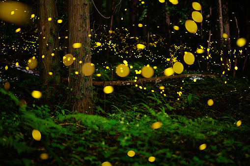 Fireflies glowing in the forest at night in rural Japan