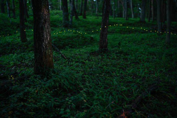 istock Fireflies glowing in the forest at night 1625145285