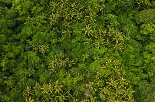 Top down overhead aerial birds eye view of tropical rainforest palm tree canopies in the lush green jungle HQ