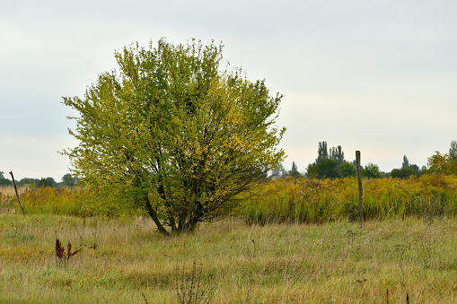 The crown of a lonely growing tree in a field began to turn yellow in autumn.