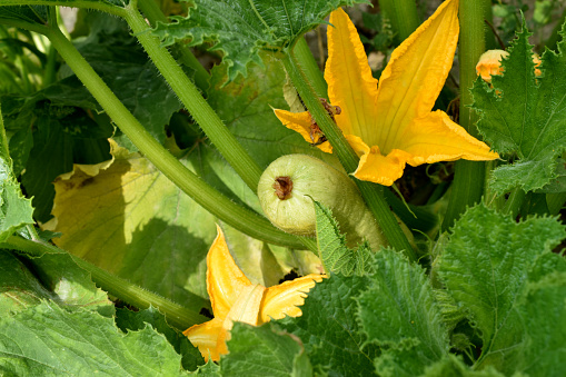 A squash and an orange flower grow among the stalks of a squash bush.