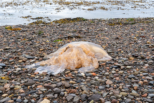 Jellyfish, dead stranded, white, big, pebble beach, Scotland, sea, algae, climate change