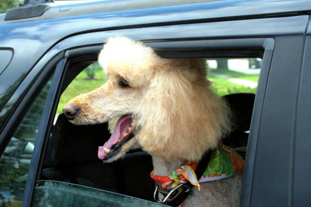 istock Poodle looking out from an open automobile window. 1625165953