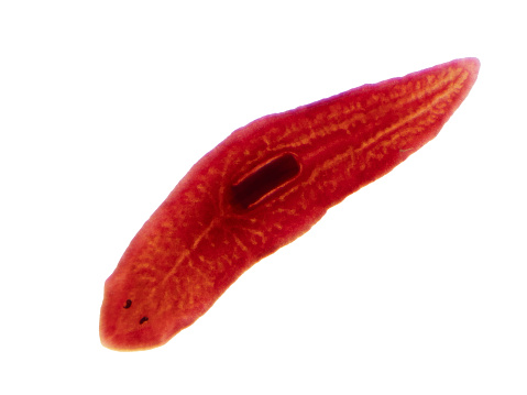 Planaria flatworm under light microscope view.