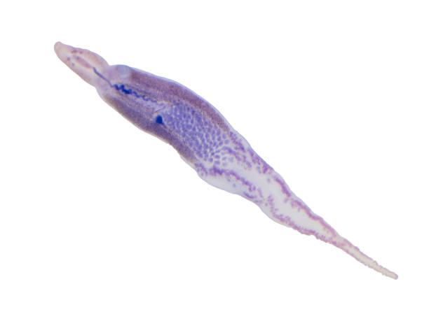 istock Gyrodactylus is ectoparasitic flatworms infections in fish. 1625168127