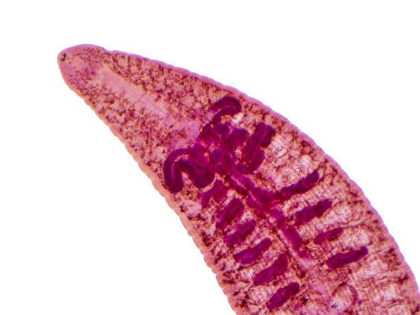 istock Leech of cattle and other grazing animals. 1625168195