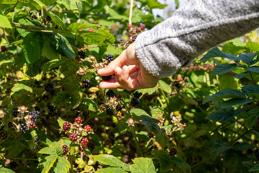 A woman picks blackberries in the forest, Cramond Island, Scotland, nature, uncultivated, natural and healthy