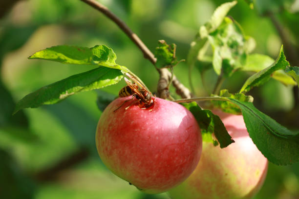 the wasp eats an apple in the garden. Wasps destroy crops. invasion of wasps.