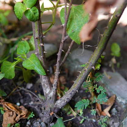 sharp thorns on the stem of a rose plant