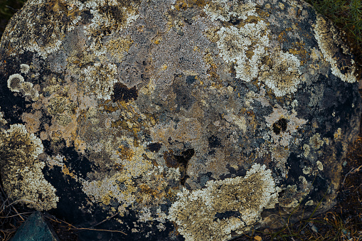 Old gray stone with ancient lichen, natural texture, organic backdrop Abstract stone background