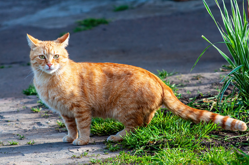 This is a photo of an orange tabby cat standing on a sidewalk. The cat is looking directly at the camera with its ears perked up, its body slightly arched, and its tail curled up. The background consists of a blurred green lawn