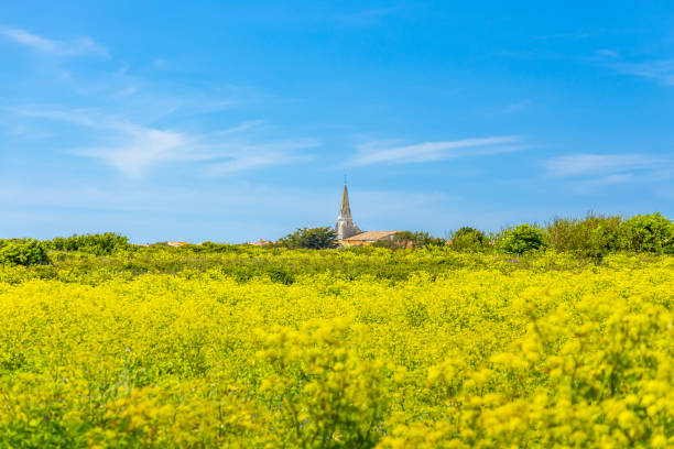 Landscape of Ile de Ré with Notre-Dame-de-l'Assomption church in Sainte-Marie-de-Ré Landscape of Ile de Ré with Notre-Dame-de-l'Assomption church in Sainte-Marie-de-Ré, France sainte marie stock pictures, royalty-free photos & images