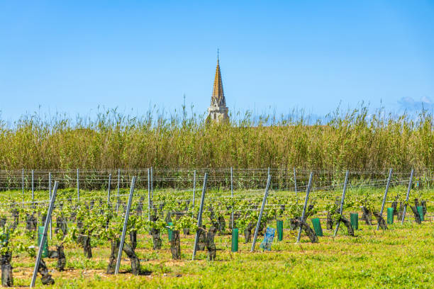 Notre-Dame-de-l'Assomption church and vineyard in Sainte-Marie-de-Ré Notre-Dame-de-l'Assomption church and vineyard in Sainte-Marie-de-Ré, France sainte marie stock pictures, royalty-free photos & images