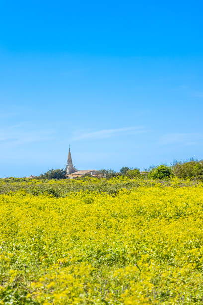 Landscape of Ile de Ré with Notre-Dame-de-l'Assomption church in Sainte-Marie-de-Ré Landscape of Ile de Ré with Notre-Dame-de-l'Assomption church in Sainte-Marie-de-Ré, France sainte marie stock pictures, royalty-free photos & images